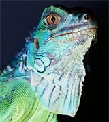 Игуана обыкновенная