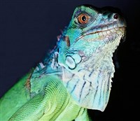 Игуана обыкновенная