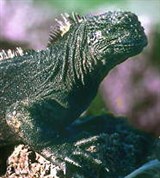 Игуаны (морская игуана)