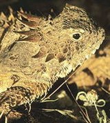 Игуаны (рогатая ящерица)