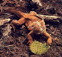 Игуаны (сухопутная галапагосская игуана)