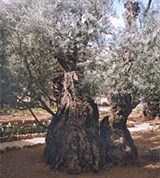 Иерусалим (Гефсиманский сад)