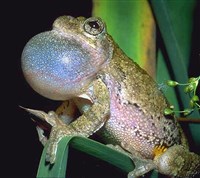 Изменчивая квакша