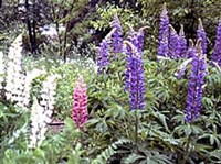 Изменчивость