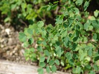 Изопирум василистниковый – Isopyrum thalictroides L.