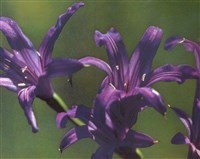 Иксиолирион татарский, горный, Ледебура, Палласа – Ixiolirion tataricum (Pall.) Herb.