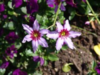 Иксия однобратственная – Ixia monadelpha Delaroche.