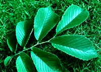 Ильм Томаса, кистевидный – Ulmus thomasii Sarg.