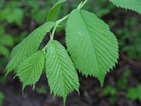 Ильм голый, шершавый, горный – Ulmus glabra Huds.