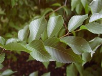 Ильм граболистный, полевой, малый, листоватый, берест – Ulmus carpinifolia Rupp.ex Suckow.