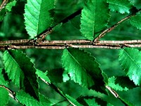 Ильм крылатый – Ulmus alata Michx.