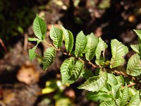 Ильм низкий, приземистый, мелколистный, маньчжурский, вяз низкий – Ulmus pumila L.