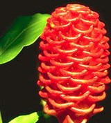 Имбирь (цветок)