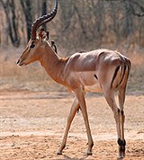 Импала (самец)