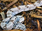 Императорский удав (Constrictor constrictor imperator)