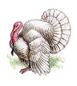 Индейки (индейка белая)