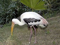 Индийский аист-клювач