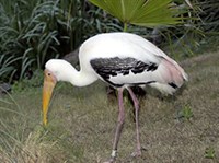 Индийский клювач