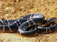 Индийский крайт (Bungarus caeruleus)