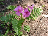 Инкарвиллея Делавея – Incarvillea Delavayi Bur. & Franch.