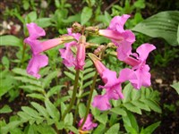 Инкарвиллея Мейри, короткоцветоножковая – Incarvillea mairei (Lev.) Grierson.