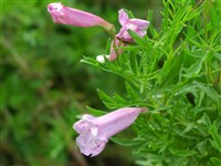 Инкарвиллея Ольги – Incarvillea olgae Reg.
