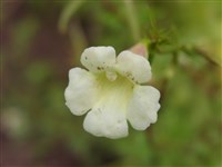 Инкарвиллея плотная – Incarvillea compacta Maxim.