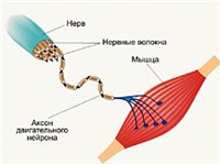 Иннервация