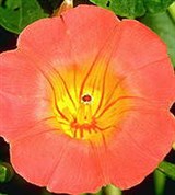 Ипомея (цветок)