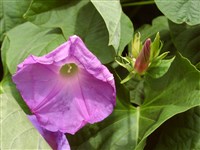 Ипомея Нил, фарбитис Нил – Ipomoea nil (L.) Roth.