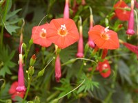 Ипомея квамоклит, квамоклит перистый, квамоклит обыкновенный – Ipomoea quamoclit L. (1)