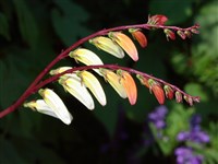 Ипомея лопастная, квамоклит лопастный, мина лопастная – Ipomoea lobata (Cerv.) Thell. (1)