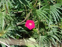 Ипомея многораздельная, квамоклит многораздельный – Ipomoea x multifida (Raf.) Shinn.