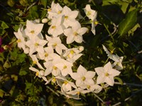 Ипомея трехцветная, фарбитис красно-лазуревый – Ipomoea tricolor Cav. (1)