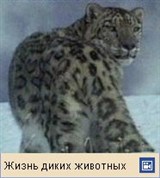 Ирбис (видео)