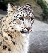 Ирбис (голова)