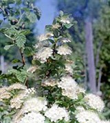 Ирга (цветение)