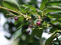 Ирга Ламарка – Amelanchier lamarckii F.-G. Schrod.