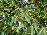 Ирга гладкая – Amelanchier laevis Wieg.