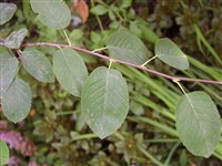 Ирга канадская – Amelanchier canadensis (L.) Medik. (1)