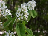 Ирга канадская – Amelanchier canadensis (L.) Medik. (2)