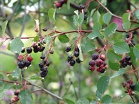 Ирга корнеотпрысковая – Amelanchier stolonifera Wiegand.