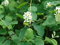 Ирга круглолистная, обыкновенная, коринка – Amelanchier ovalis Medik. (1)