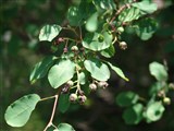 Ирга круглолистная, обыкновенная, коринка – Amelanchier ovalis Medik. (2)