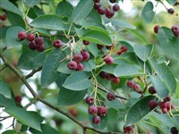 Ирга крупноцветковая – Amelanchier x grandiflora Rehd.