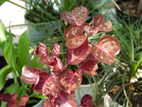 Ирезине Хербста, Вершаффелта – Iresine herbstii Hook.