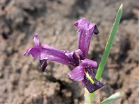 Иридиодиктиум Бэкера – Iridodictyum bakeranum (Foster) Rodion.