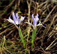 Иридиодиктиум Колпаковского – Iridodictyum kolpakowskianum (Regel) Rodion.