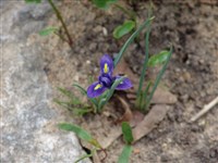 Иридиодиктиум сетчатый – Iridodictyum reticulatum (Bieb.) Rodion.