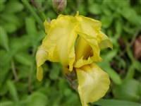 Ирис Блудова – Iris bloudowii Ledeb.